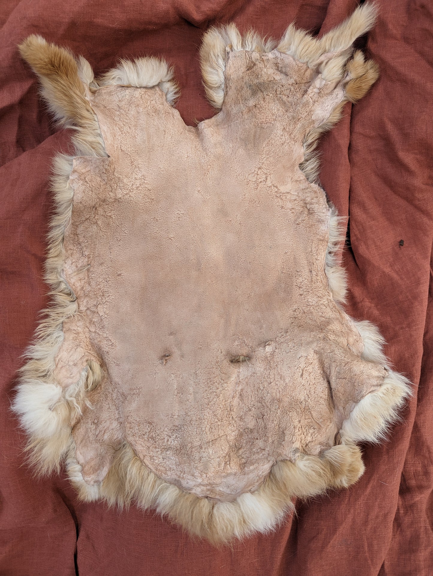 Amber rabbit fur