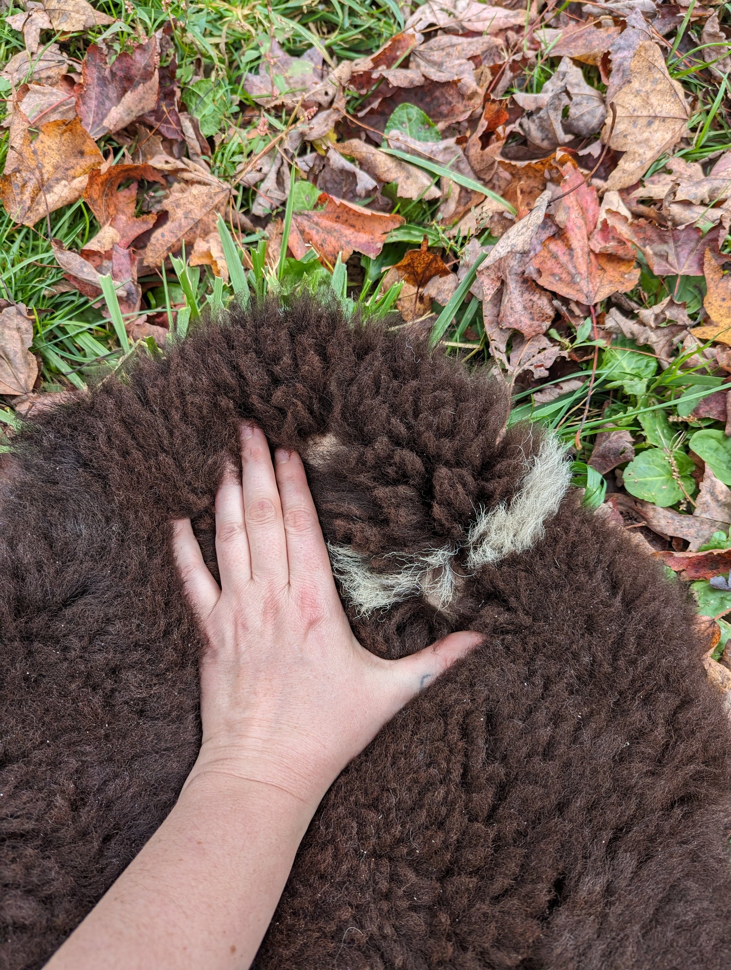 Sheepskin - small brownie