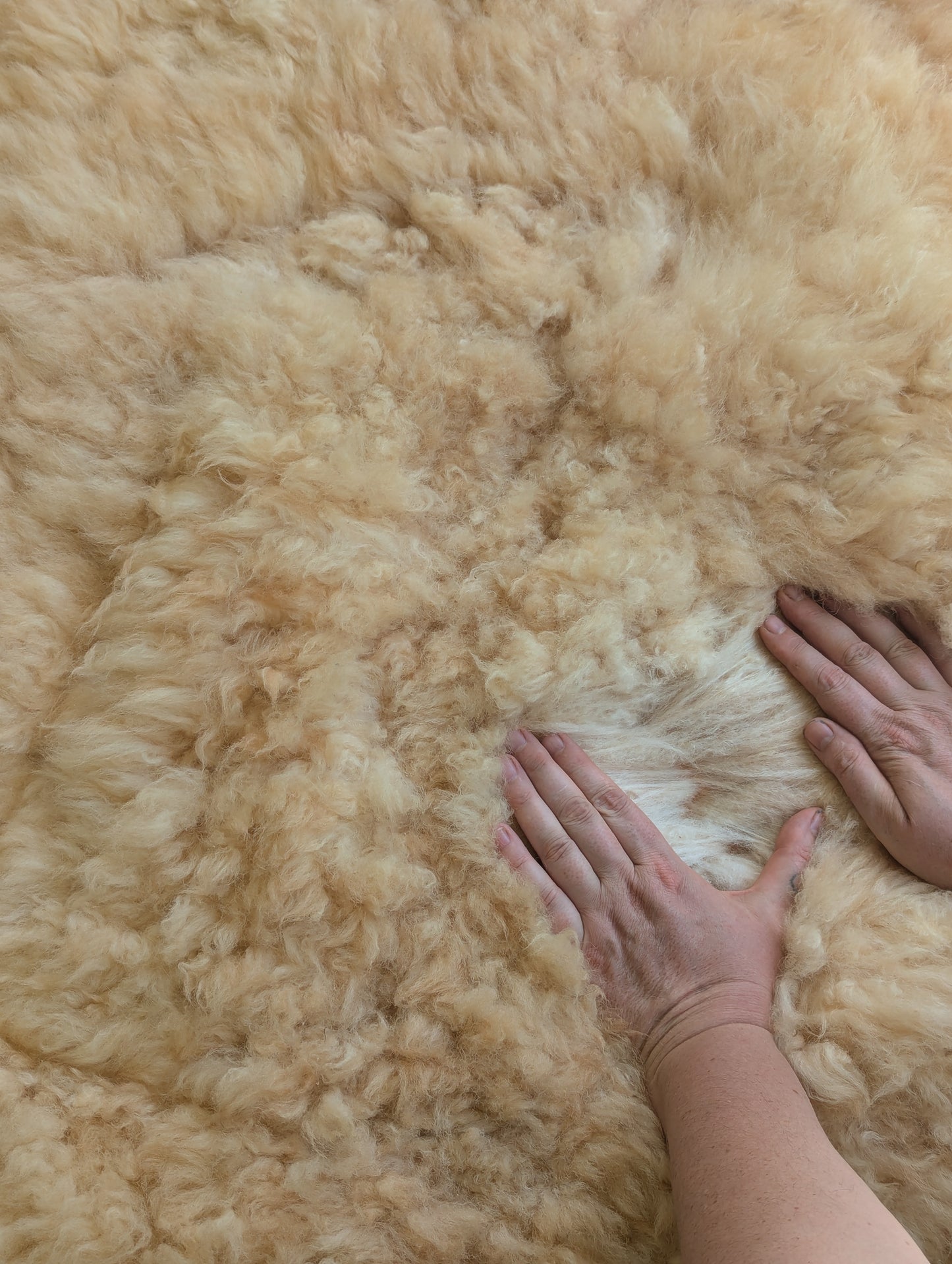 Sheepskin #1 - 27" x 41"