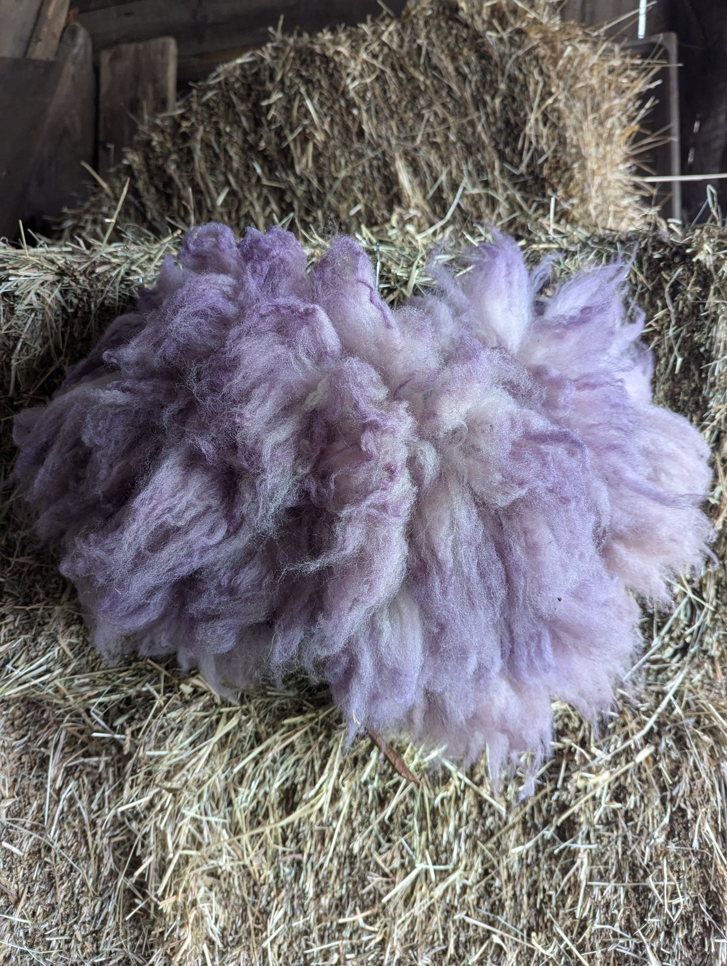 Sheepskin collar #3