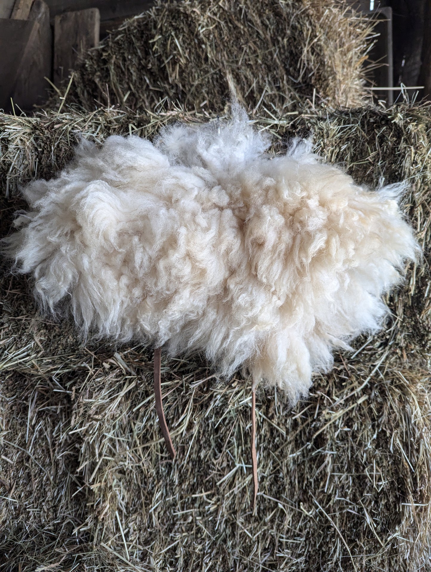 Sheepskin collar #6