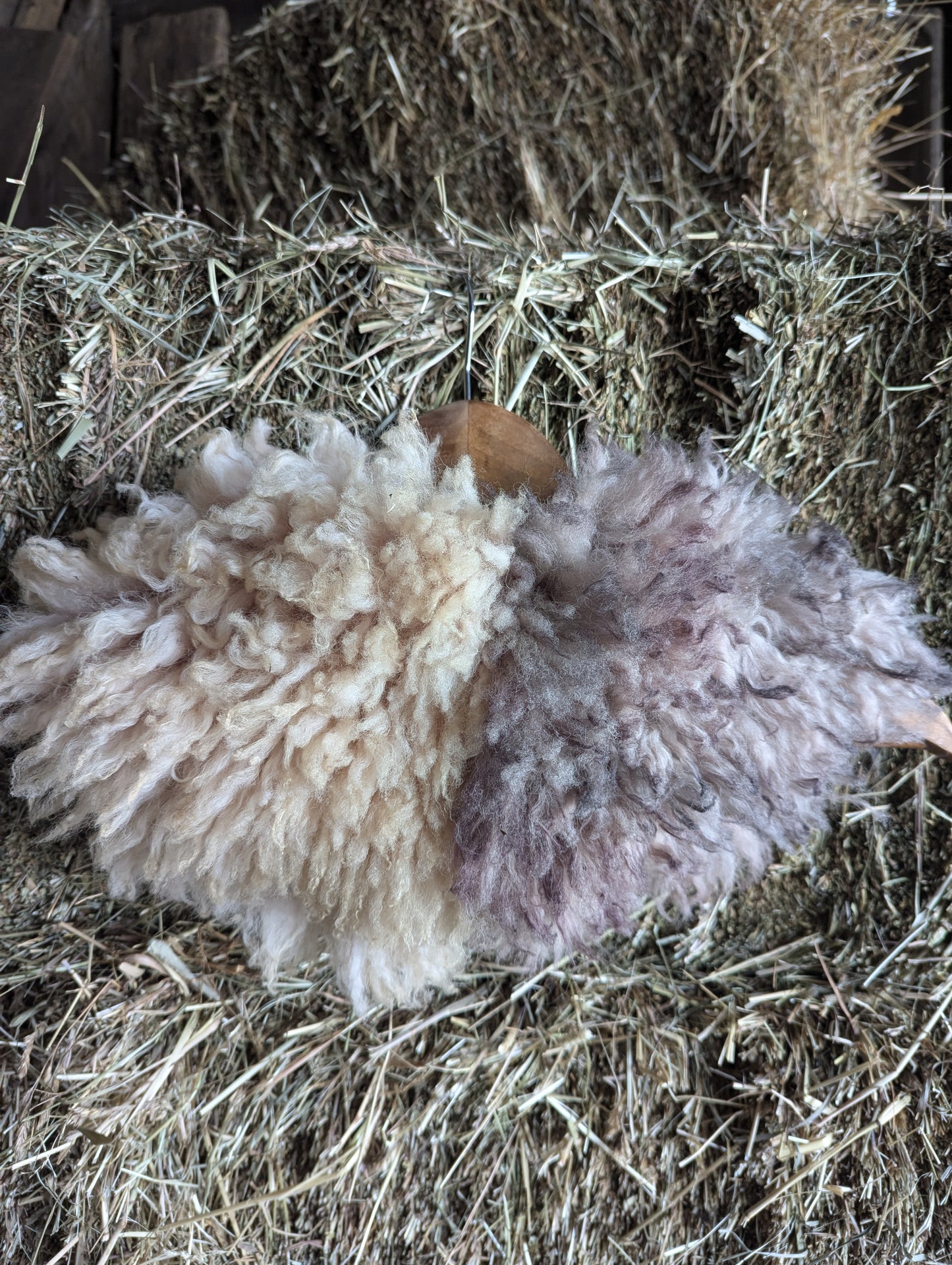 Sheepskin collar #4