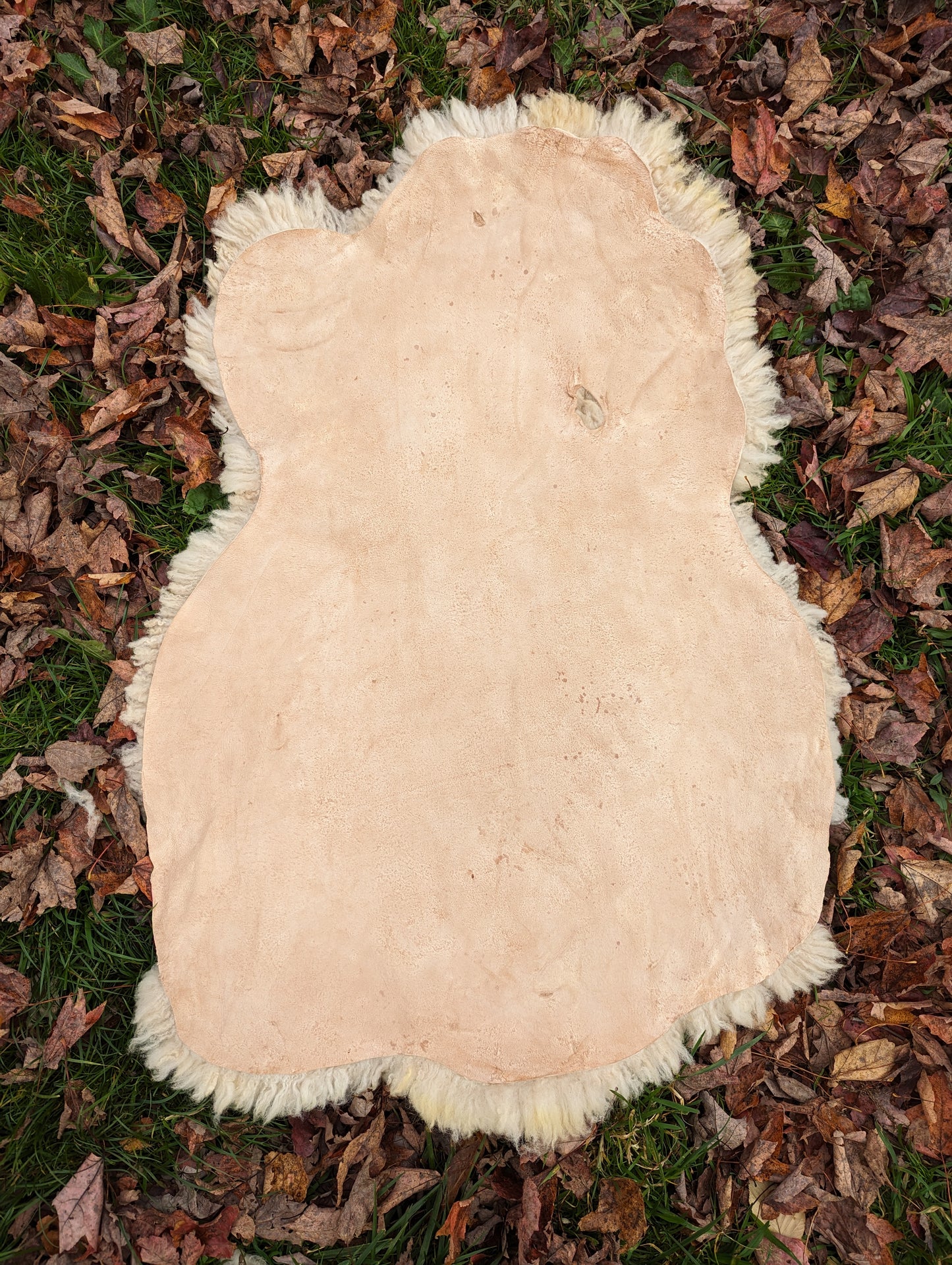 Sheepskin - golden teddy #2