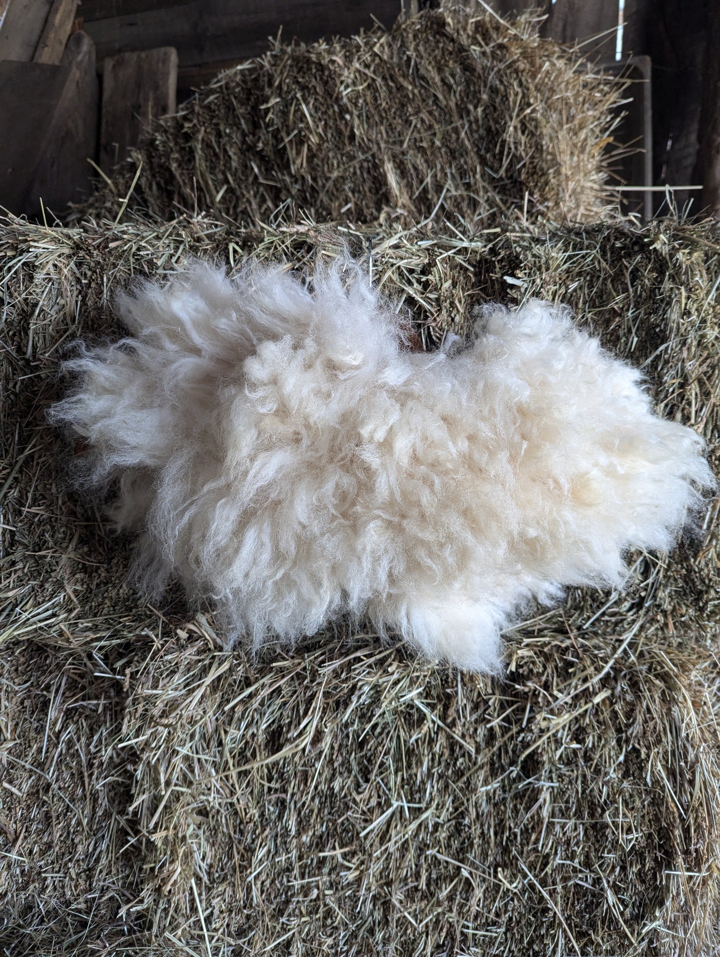 Sheepskin collar #7