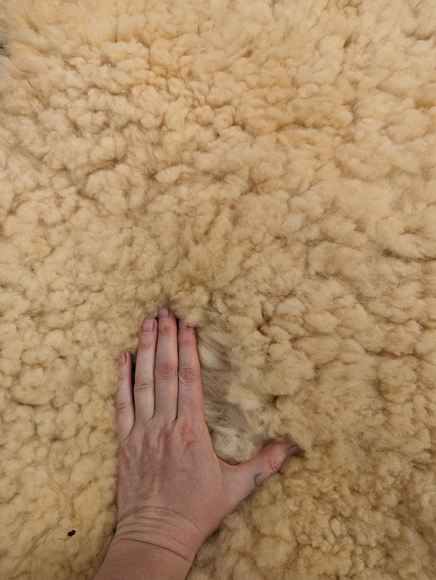Sheepskin - golden teddy #2