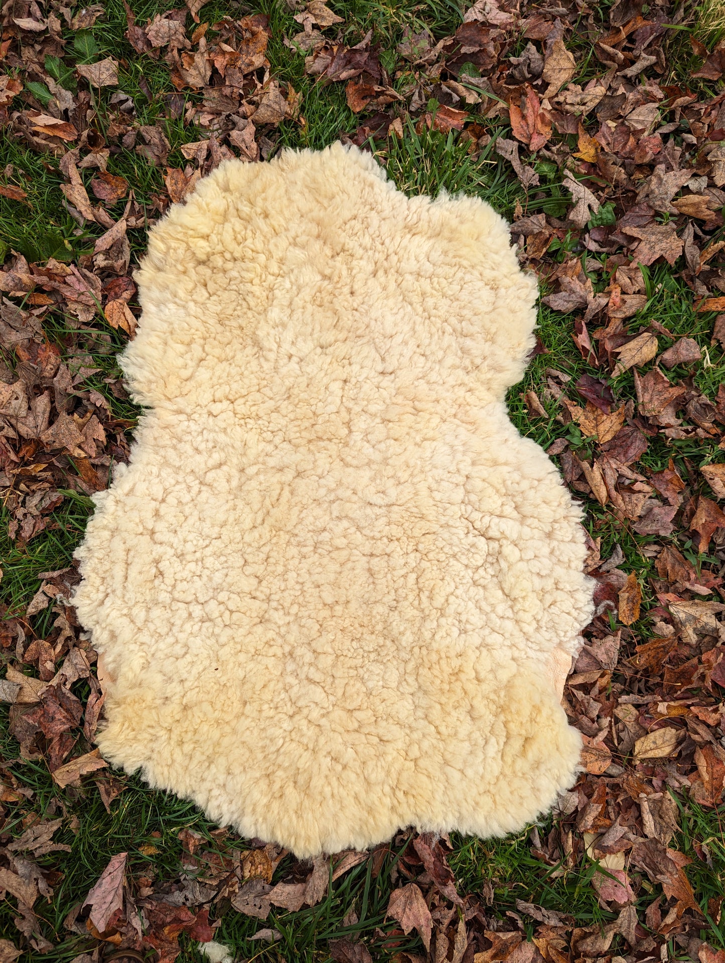 Sheepskin - golden teddy #2