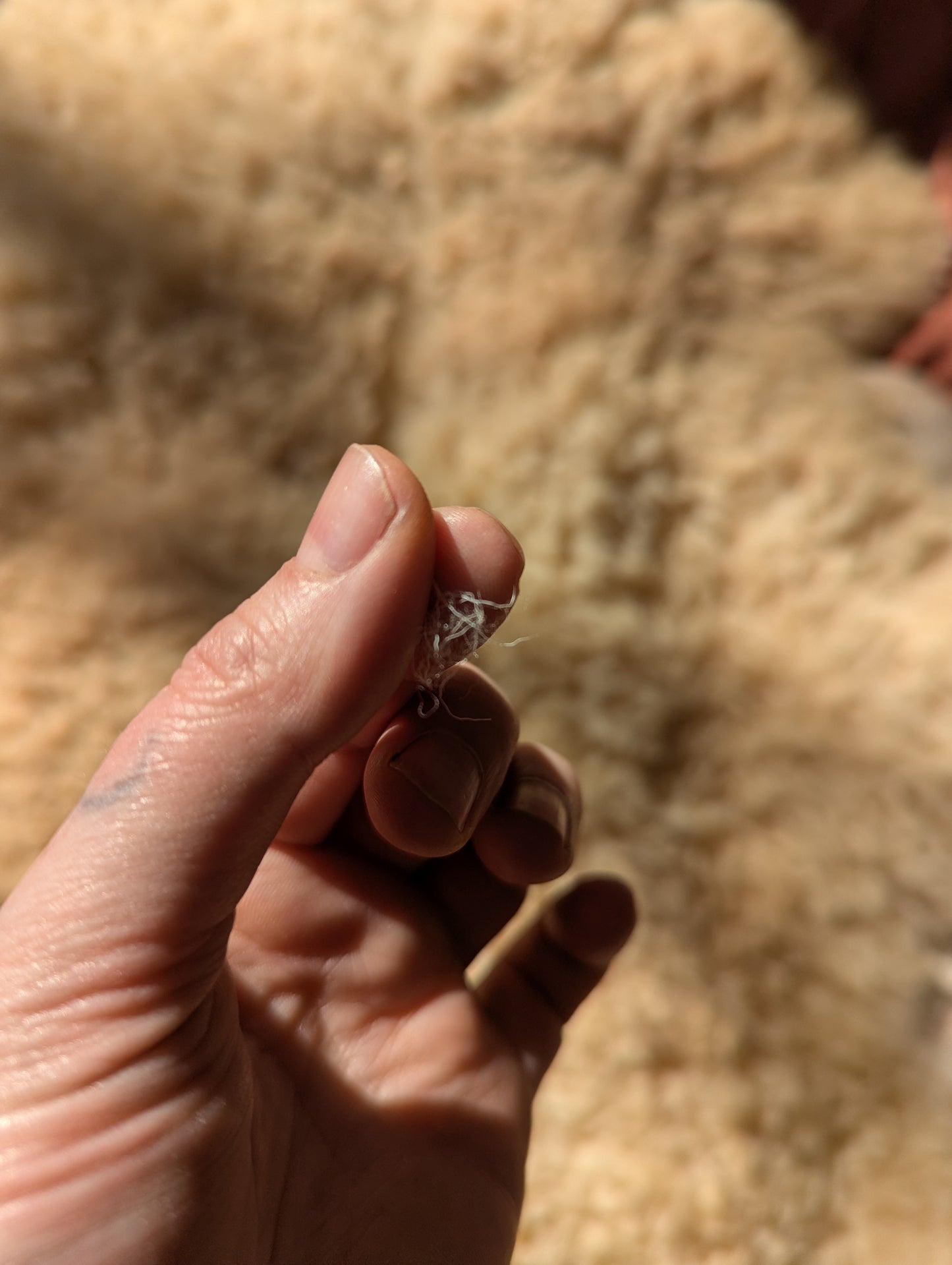 Sheepskin #4 - 23" x 27"