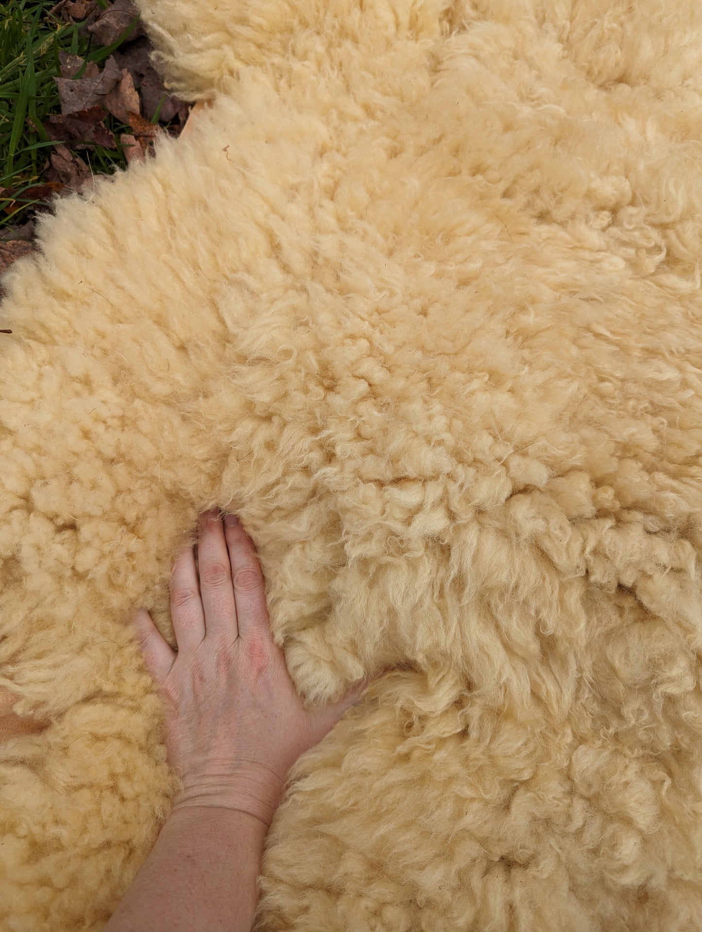 Sheepskin - golden teddy