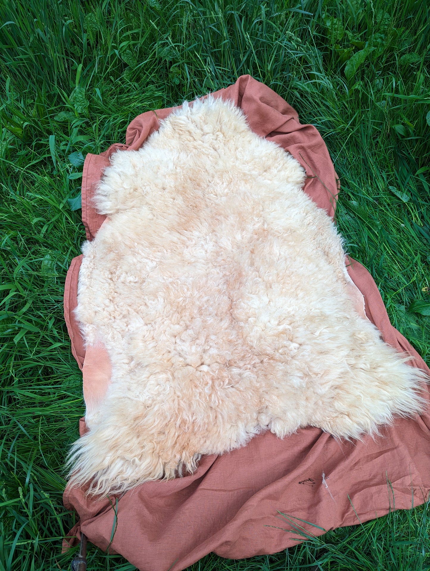 Sheepskin #5