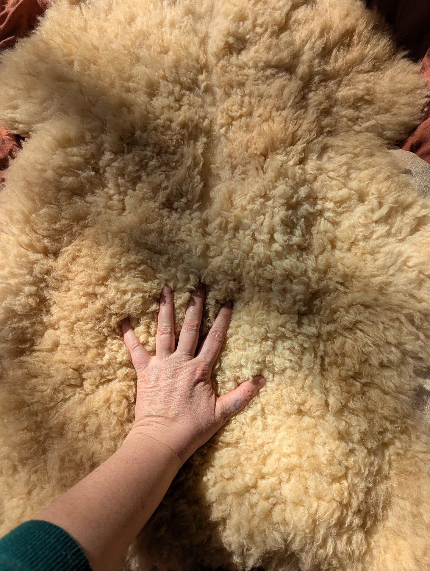 Sheepskin #4 - 23" x 27"