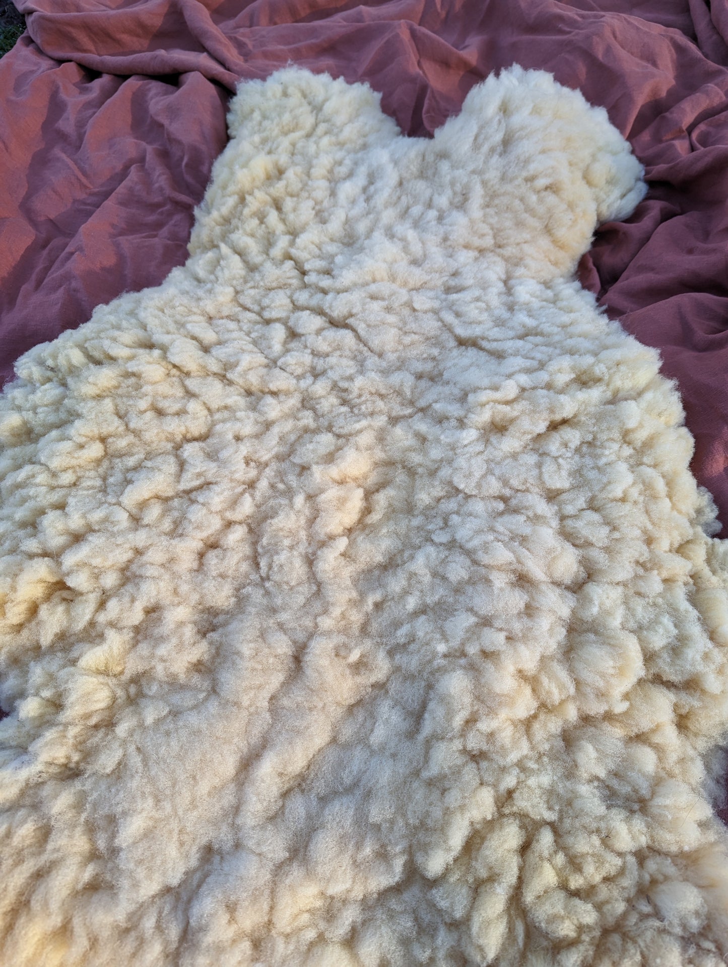 Sheepskin - dense teddy