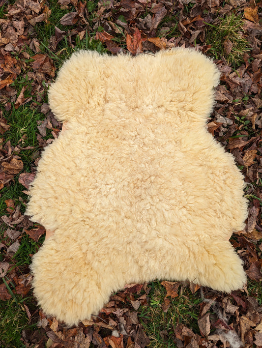 Sheepskin - golden teddy