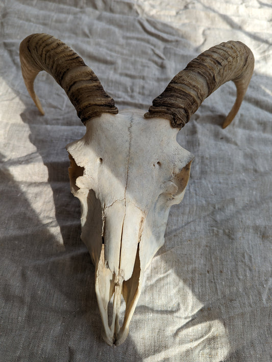 Ewe Sheep Skull #2